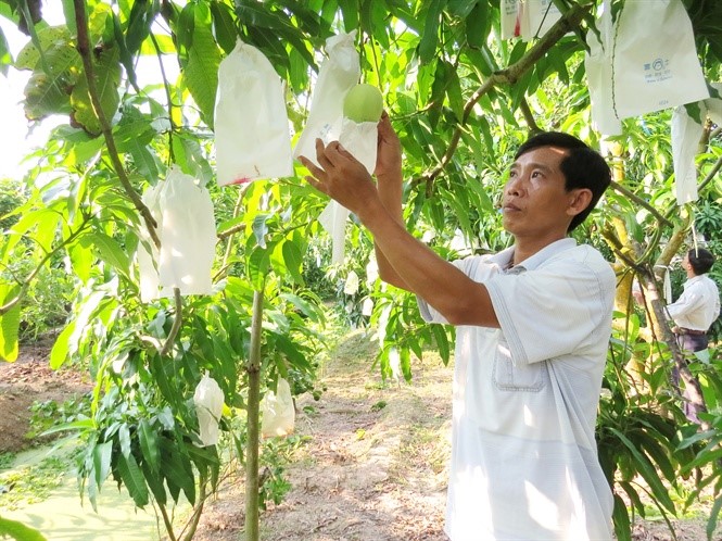 Nông dân trồng xoài ở Cao Lãnh áp dụng sản xuất theo tiêu chuẩn VietGAP, GlobalGAP. (Ảnh minh họa: nongnghiep.vn)