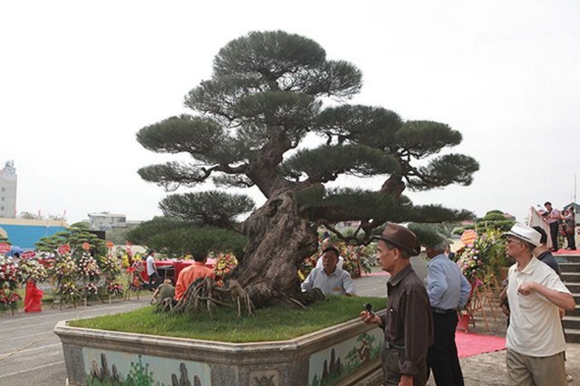 Anh Thịnh (Sơn Tây), chủ nhân của cây phi lao cho biết, cây phi lao có tuổi đời trên 100 năm và qua rất nhiều nhà vườn. Anh mua cây này cách đây 2 năm của một nhà vườn ở Nam Định.