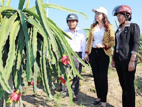 Chị Vương Thị Thu Hương (giữa) đi phúc tra nông thôn mới tại xã Chánh Hội.