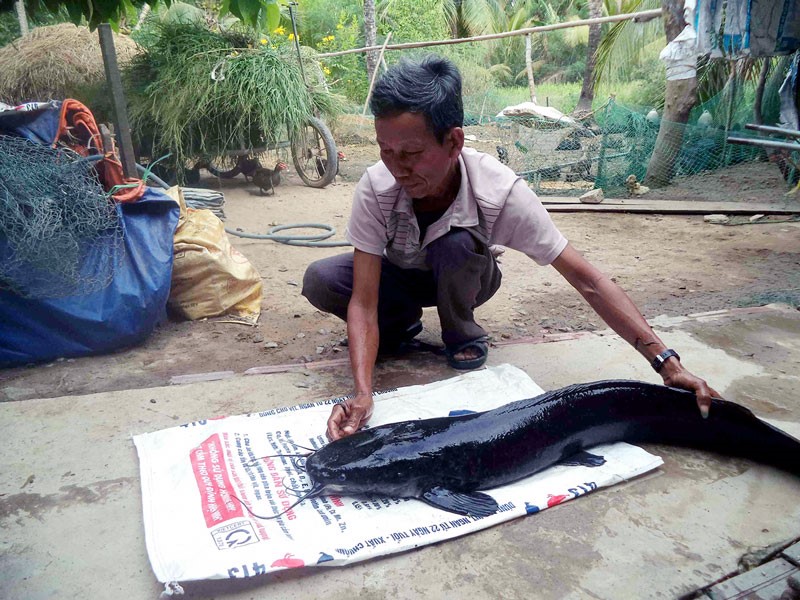 Con cá trê phi anh Cơi bắt trong ao nuôi vịt nặng gần 12kg và dài hơn 1m.