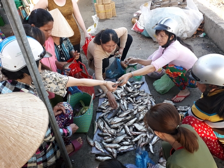 Khi thu hoạch cá nuôi, các loại “cá trắng” này cũng đem lại thu nhập khá cho người nông dân.