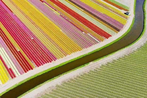 Cánh đồng hoa tulip nhiều sắc màu, uốn lượn rực rỡ tại Sassenheim, Hà Lan.