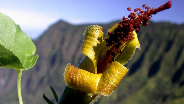 Bông hoa Hibiscadelphus woodii, một loài thực vật tưởng đã tuyệt chủng, vừa được phát hiện trở lại ở Hawaii - Ảnh: Quartz media