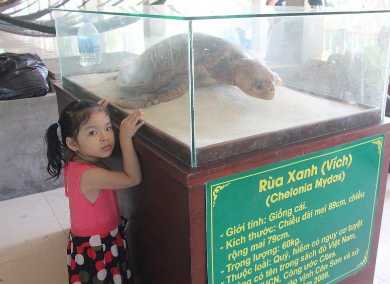 Tiêu bản rùa xanh. Côn Đảo nổi tiếng với chương trình bảo tồn rùa biển lớn nhất Việt Nam.
