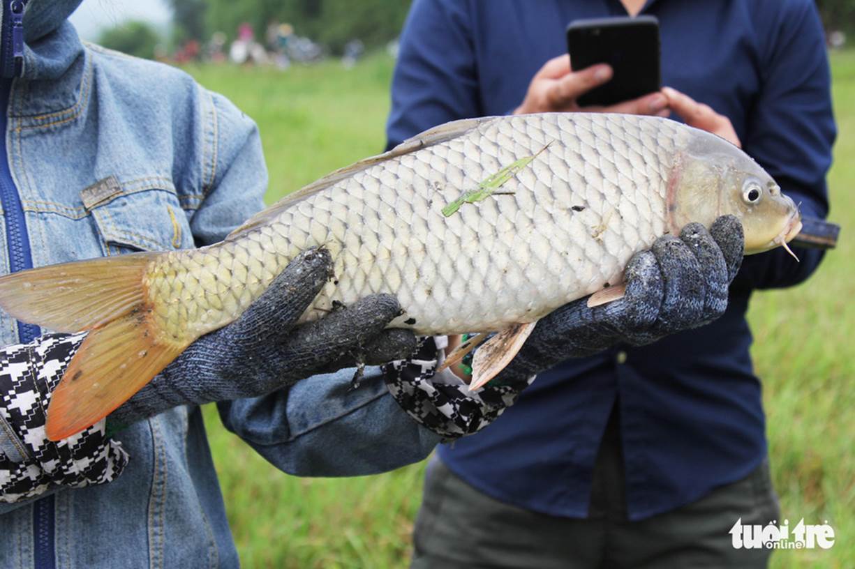 Người dân bắt được một con cá chép lớn - Ảnh: DOÃN HÒA