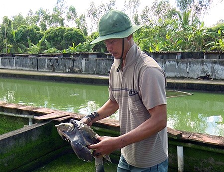 Mô hình nuôi cua đinh đang phát triển mạnh ở huyện Phụng Hiệp, tỉnh Hậu Giang.