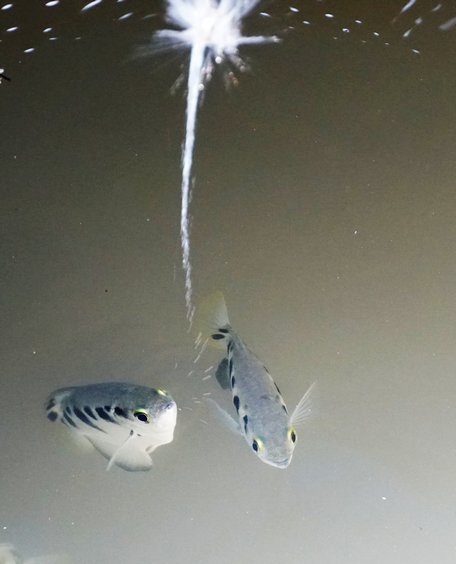  Đặc biệt, cá mang rổ phun tia nước vào con mồi khá mạnh và độ chính xác cao