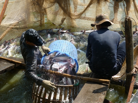 Thu hoạch cá tra ở An Giang.