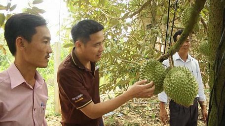 Anh Hà Duy Trung (giữa) đi thăm, kiểm tra một vườn trồng sầu riêng liên kết.