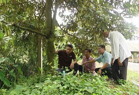 Anh Trung (ngoài cùng bên trái) thăm và tư vấn kỹ thuật trồng sầu riêng tại một nhà vườn.