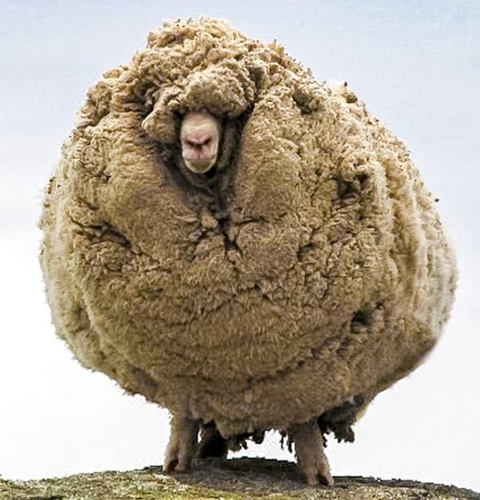Khi một chú cừu không cạo lông trong vòng 6 năm.