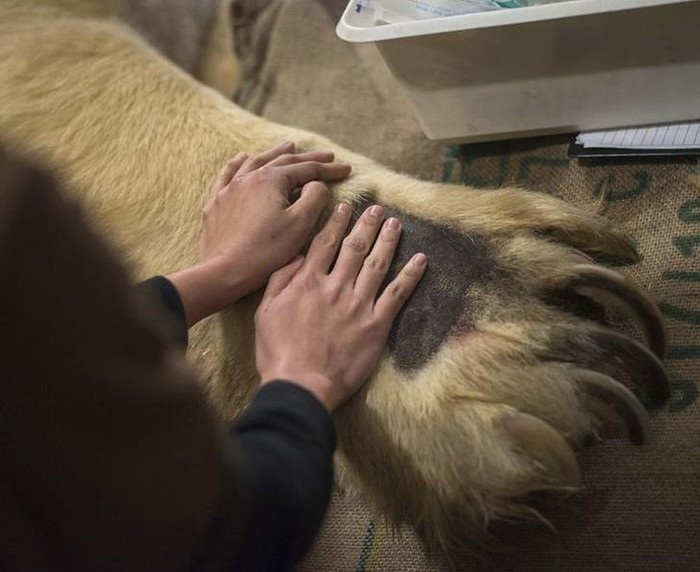  Bàn chân của một chú gấu Bắc cực so với bàn tay con người./.