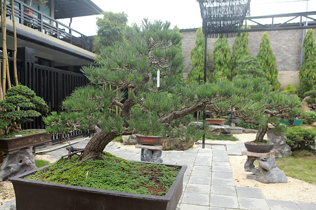 Chủ nhân của những cây thông đen có giá tiền tỷ này là anh Đinh Hồng Phong (Thị trấn Neo, Yên Dũng, Bắc Giang). Anh Phong là doanh nhân đồng thời là một người đam mê cây cảnh, nhất là những cây cảnh có nguồn gốc từ Nhật Bản.
