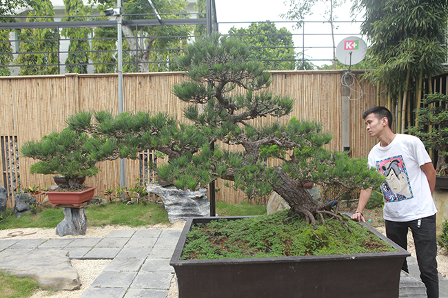 Anh Phong cho biết, đây là cây thông đen hàng trăm năm tuổi, dáng trực huyền, nhìn rất tự nhiên do chính các nghệ nhân nổi tiếng người Nhật trồng, uốn nắn từ nhỏ.