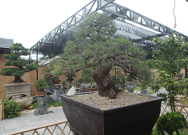 Hiện tại trong vườn nhà anh Phong có rất nhiều cây thông đen, rất đa dạng từ to đến nhỏ. Cây thông đen này cao 1,8m nhưng đường kính gốc lên đến 48cm, cây có dáng trực.