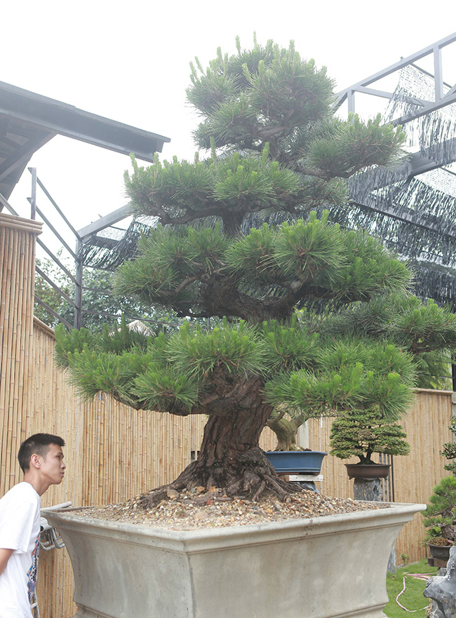 Anh Phong không tiết lộ giá trị nhưng cho biết, những cây lớn như thế này thường có giá tiền tỷ. Trong đó tiền vận chuyển, tiền nghệ nhân Nhật sang chăm sóc cũng khá tốn.