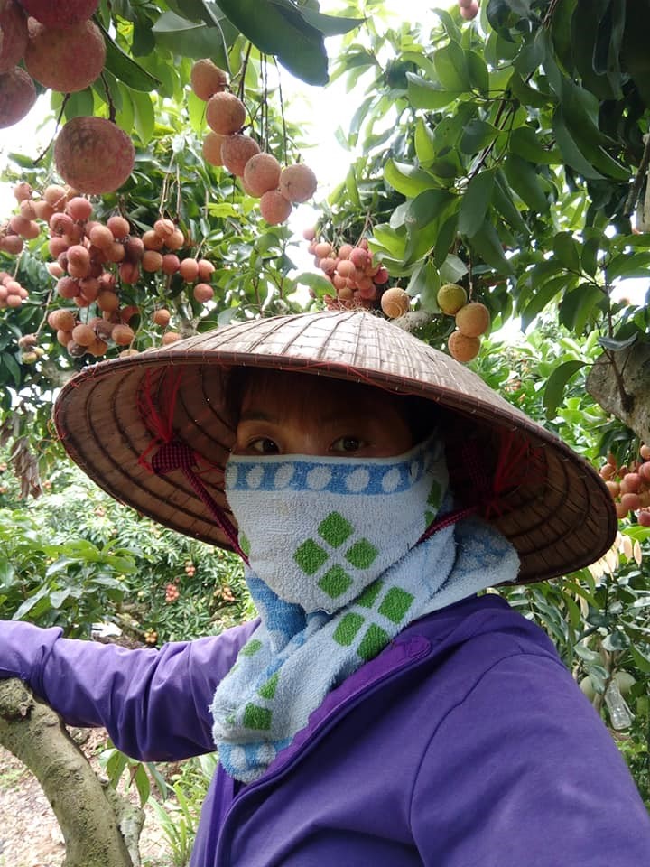 Bà con nông dân huyện Lục Ngạn chuẩn bị thu hoạch vải. 