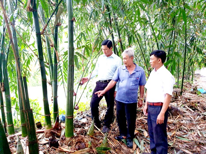 Lão nông Nguyễn Văn Tấn (người đứng giữa) đang giới thiệu mô hình trồng tre Điền Trúc của gia đình. 