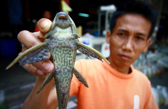 Thịt cá lau kính được nông dân miền Tây ở Việt Nam khen... ngon hơn cả thịt gà - Ảnh: THE NATION