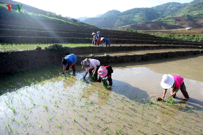 Khi thấy lượng nước được đưa vào ruộng đã vừa đủ, người dân sẽ gieo lúa hoặc cấy tùy từng vùng miền.