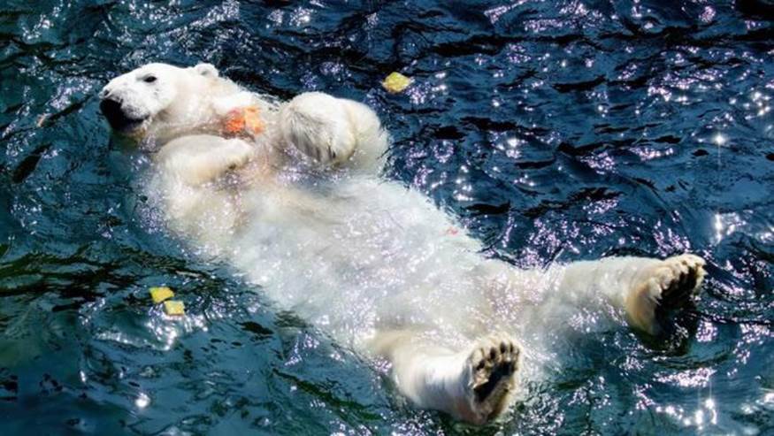 Một chú gấu Bắc cực ngâm mình trong bể bơi tại một sở thú ở Hannover, Đức. Ảnh: AP