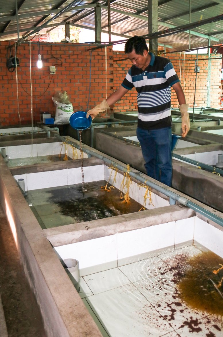 Có việc làm ổn định tại TP Hồ Chí Minh nhưng anh Nguyễn Thanh Tân ( ở ấp Bình Hòa 1, xã Bình Hòa Phước- Long Hồ) đã xin nghỉ việc để về quê thực hiện ước mơ mở trang trại sản xuất lươn giống.