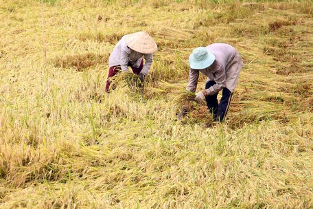 Nhiều nơi trong tỉnh đang thu hoạch lúa Hè Thu trong điều kiện thời tiết bất lợi.