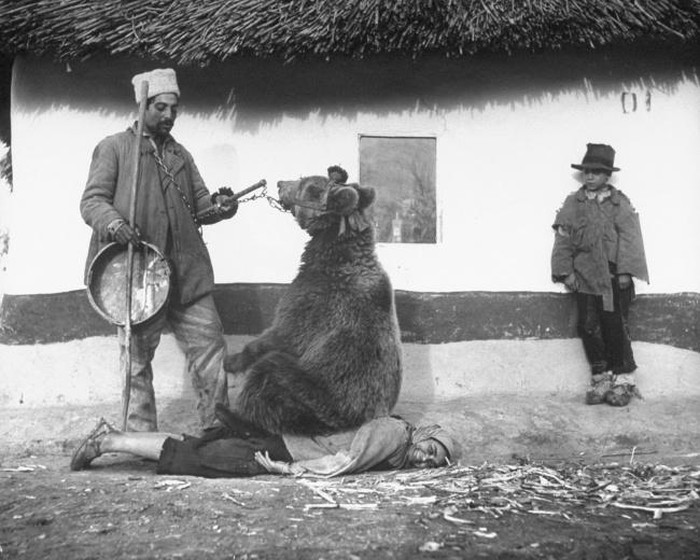   Sử dụng gấu để điều trị đau lưng ở Romania năm 1946.