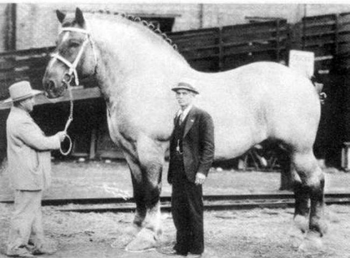 Chú ngựa lớn nhất thế giới năm 1928.