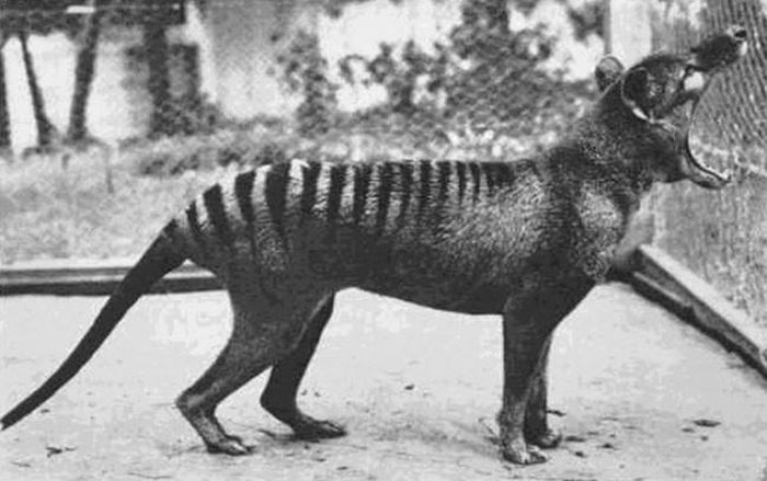 Bức ảnh cuối cùng của một chú Thylacine (loài thú nửa hổ nửa chó) được chụp vào năm 1933. Loài động vật này đến nay đã tiệt chủng.