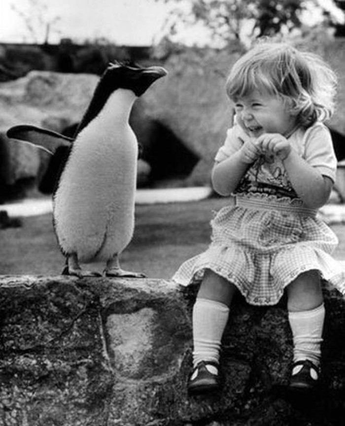 Phản ứng đáng yêu của cô bé lần đầu thấy chim cánh cụt.