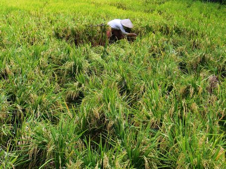 Người dân cứu lúa bằng cách bó lúa đứng chống chọi với mưa giông chờ thu hoạch.