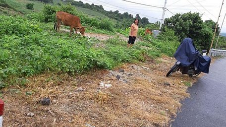 Ngoài xã Hiếu, người dân xã Đắk Tờ  Re cũng phản ánh Quốc lộ 24 đoạn qua xã này cũng bị phun thuốc diệt cỏ