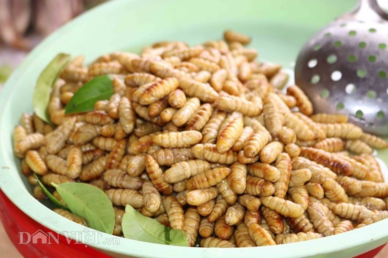 Nhộng tằm - thứ côn trùng phổ biến thường có mặt trong các bữa ăn của người dân Sơn La và các nhà hàng.