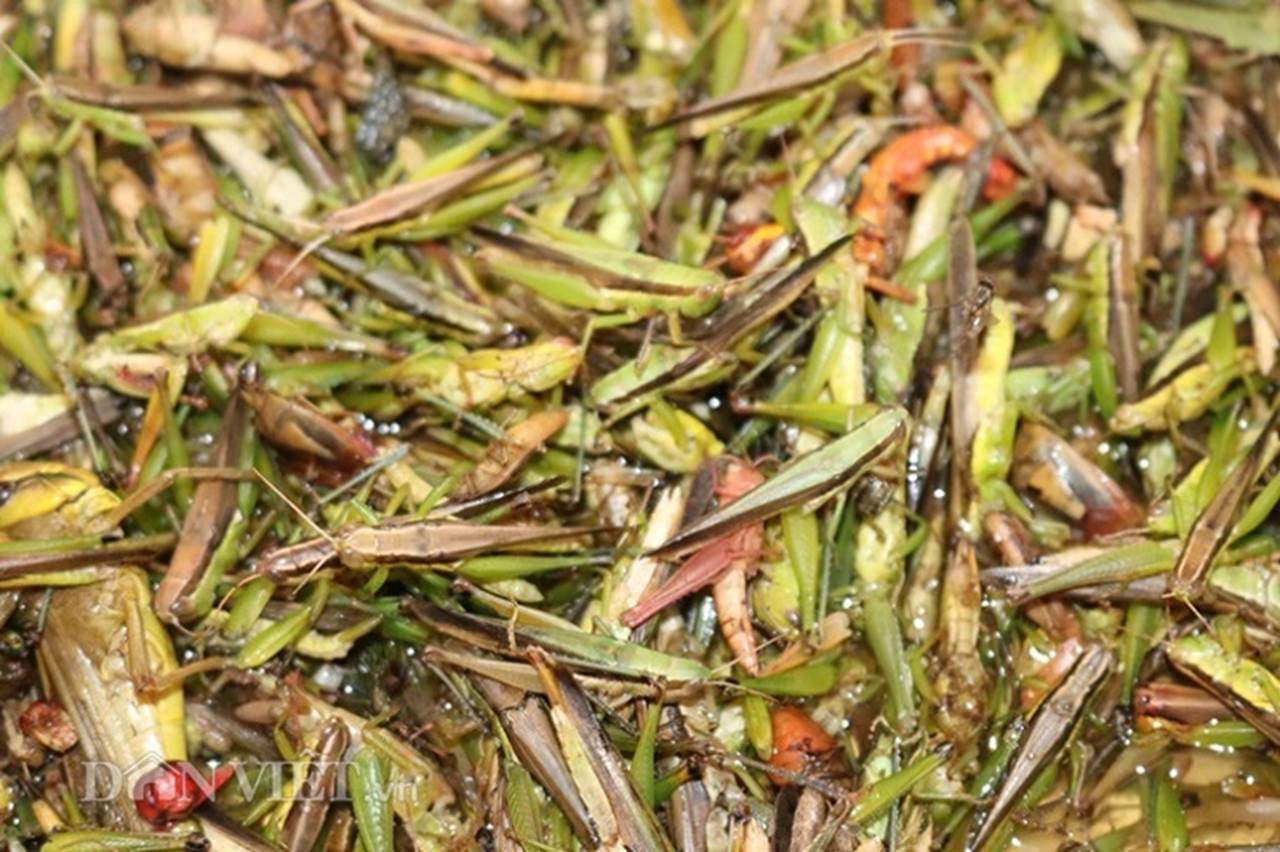 Thứ côn trùng châu chấu thường gây hại cho lúa thì tại chợ Nà Si, châu chấu lại trở thành món đặc sản. Với giá bán 250.000 đồng/kg, nếu bắt được nhiều bà con có thể kiếm bộn tiền mỗi ngày.