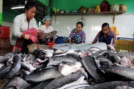 Giá cá lóc thương phẩm ở Trà Vinh tăng cao. Ảnh minh họa: An Hiếu/TTXVN