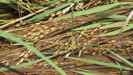 Lúa đã ngập sâu trong nước nhiều ngày.