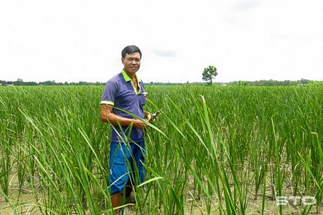 Ông Nguyễn Văn Út, ấp Bưng Cà Pốt, xã Tài Văn (Trần Đề) phấn khởi vì trồng bồn bồn lợi nhuận cao gấp mấy lần so với trồng lúa.