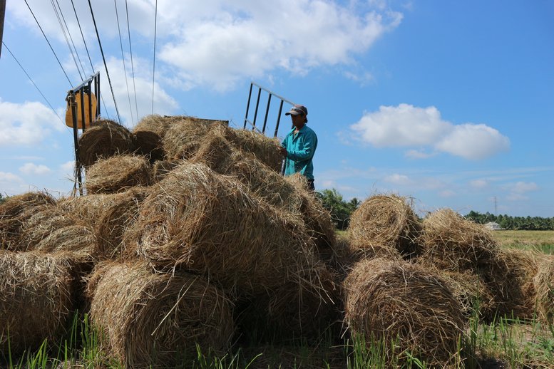 Thu gom rơm vụ lúa Hè Thu ở các cánh đồng thuộc xã Hòa Thạnh (Tam Bình), xã Tân An Luông (Vũng Liêm).