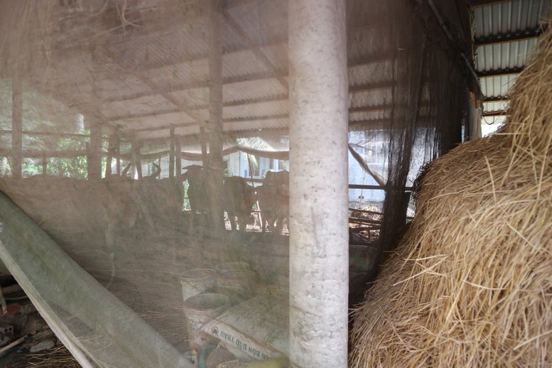 Đàn bò Vũng Liêm theo thống kê chiếm nhiều nhất ở tỉnh. Trong ảnh là nhà kho trữ rơm của một hộ nuôi bò ở xã Trung Ngãi.