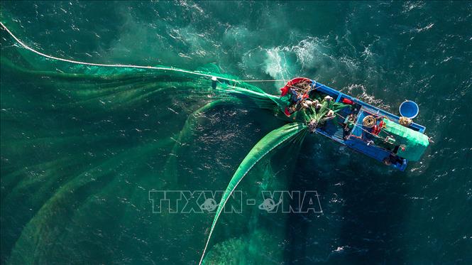 Ngư dân Phú Yên đánh bắt cá cơm ở làng chài An Hải.