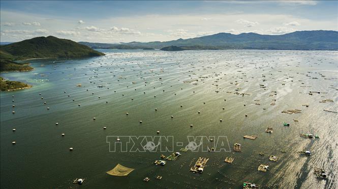Hình ảnh choáng ngợp với hệ thống lồng nuôi tôm hùm trên vịnh Xuân Đài ở thị xã Sông Cầu.