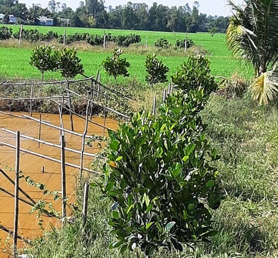 Nhiều nơi ở ĐBSCL, nông dân liên tục mở rộng diện tích trồng mít Thái, bất chấp khuyến cáo của ngành chức năng 