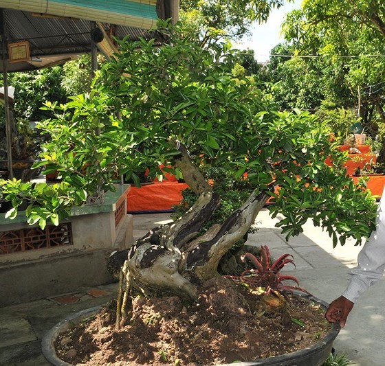 Ngoài xoài, nhiều loại cây ăn trái khác được tạo dáng bonsai