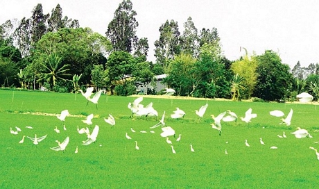 Chim muông hòa nhịp đồng lúa thân thiện với môi trường ở huyện Vị Thủy