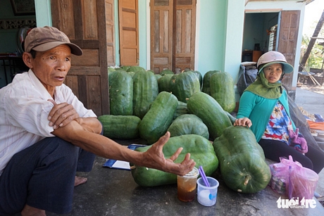 Ông Nguyễn Bảy, nông dân thôn Chánh Trạch, bên những trái bí khổng lồ vừa thu hoạch nặng từ 20 kg đến 40 kg - Ảnh: NGỌC DIỆP