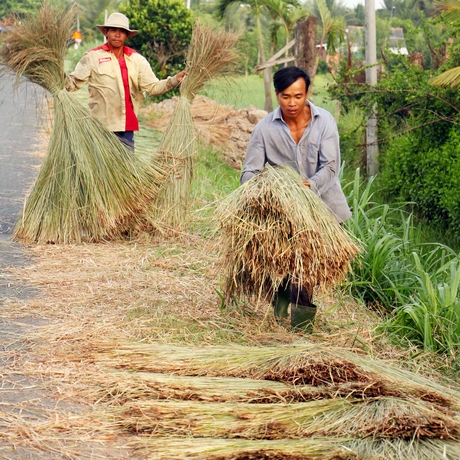 Làng nghề truyền thống góp phần giải quyết tốt lao động nông thôn. Trong ảnh: Làng nghề trồng lác ở Vũng Liêm.