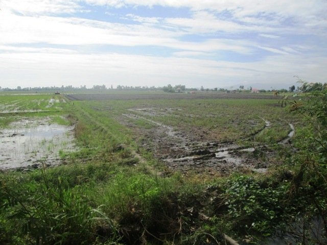 Những cánh đồng cạn mùa nước lũ trên vùng Tịnh Biên.
