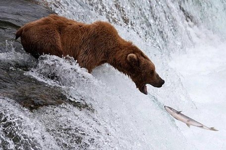  Chú gấu Bắc Cực ở Alaska đang cố gắng đớp lấy chú cá của Tác giả Brian Henessy. Ảnh:The Sun