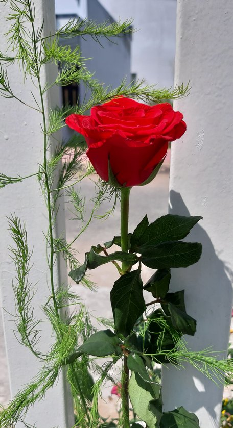 Bông hồng đỏ mừng cho tôi, cho những ai còn có mẹ.